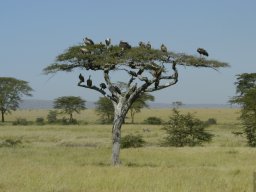 Seronera_and_Lobo2003-005